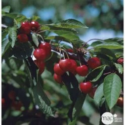 Cerisier Bigarreau Moreau : Gobelet 3 Ans D'âge Ctr 12 Litres