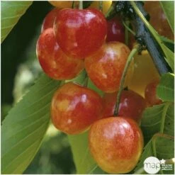 Cerisier Bigarreau Napoléon : Gobelet 3 Ans D'âge Ctr 12 Litres -Einhell Boutique 37627 006