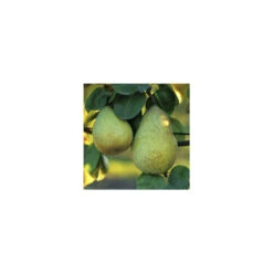 Poirier Beurré Hardy : Gobelet 3 Ans D'âge Ctr 12 Litres -Einhell Boutique 37673 003