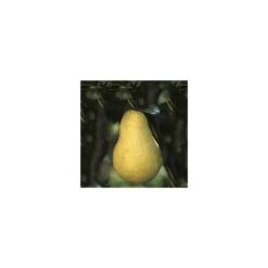 Poirier Williams : Gobelet 3 Ans D'âge - Ctr 12 Litres -Einhell Boutique 37709 004 1