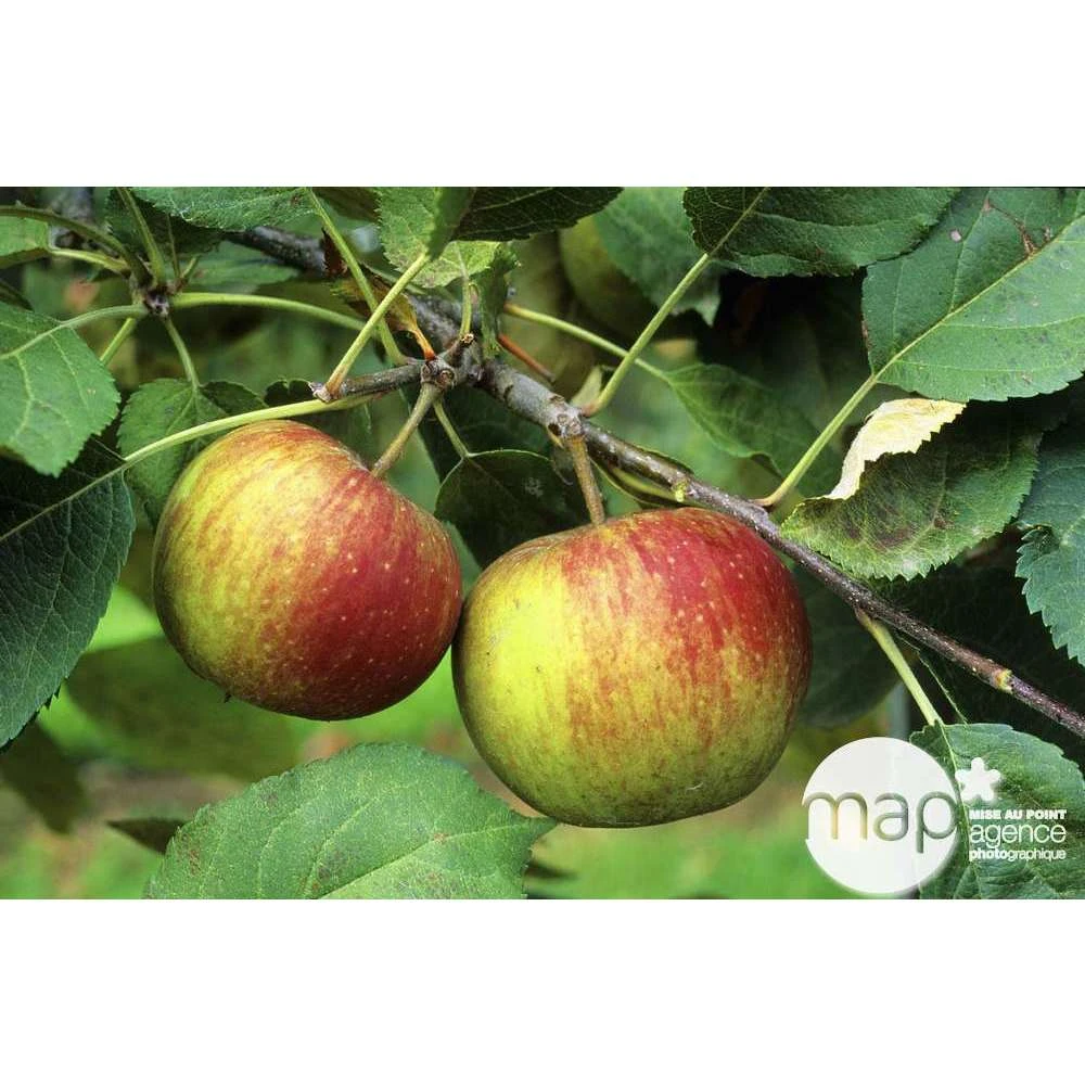 Pommier Belle De Boskoop : Gobelet 3 Ans D'âge Ctr 12 Litres 3 Pommier Belle De Boskoop : Gobelet 3 Ans D'âge Ctr 12 Litres