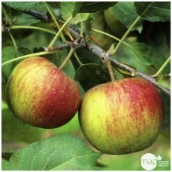 Pommier Belle De Boskoop : Gobelet 3 Ans D'âge Ctr 12 Litres 7 Pommier Belle De Boskoop : Gobelet 3 Ans D'âge Ctr 12 Litres -Einhell Boutique 37719 004