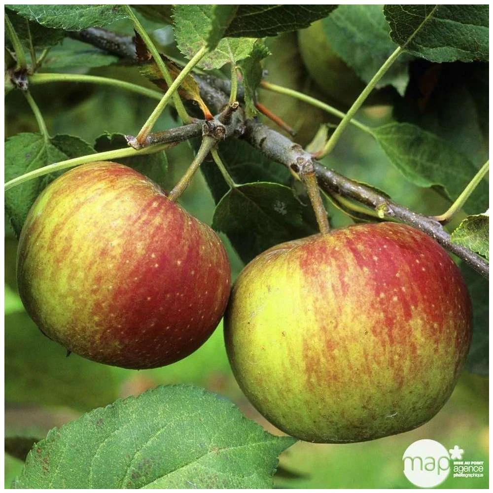 Pommier Belle De Boskoop : Gobelet 3 Ans D'âge Ctr 12 Litres 4 Pommier Belle De Boskoop : Gobelet 3 Ans D'âge Ctr 12 Litres – Image 2