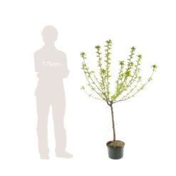 Pommier Belle De Boskoop : Gobelet 3 Ans D'âge Ctr 12 Litres 9 Pommier Belle De Boskoop : Gobelet 3 Ans D'âge Ctr 12 Litres -Einhell Boutique 37719 006