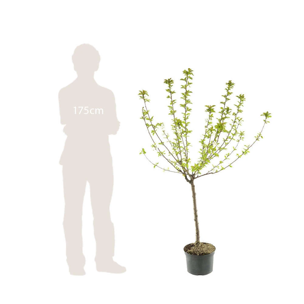 Pommier Belle De Boskoop : Gobelet 3 Ans D'âge Ctr 12 Litres 6 Pommier Belle De Boskoop : Gobelet 3 Ans D'âge Ctr 12 Litres – Image 4