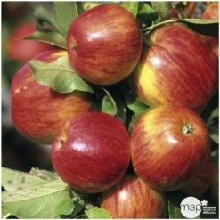 Pommier Jonagold : Gobelet 3 Ans D'âge Ctr 12 Litres -Einhell Boutique 37759 004