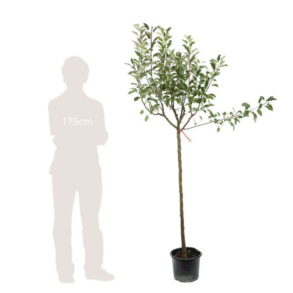 Pommier Melrose : ½ Tige, 4-5 Ans, H 170-180 Cm 5 Pommier Melrose : ½ Tige, 4-5 Ans, H 170-180 Cm – Image 3