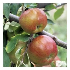 Pommier Melrose : ½ Tige, 4-5 Ans, H 170-180 Cm 11 Pommier Melrose : ½ Tige, 4-5 Ans, H 170-180 Cm -Einhell Boutique 37765 008