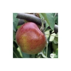 Pommier Melrose : Gobelet 3 Ans D'âge Ctr 12 Litres -Einhell Boutique 37769 004