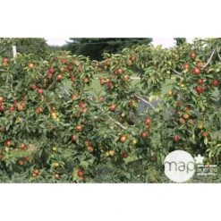 Pommier Reine Des Reinettes : Gobelet 3 Ans D'âge Ctr 12 Litres 8 Pommier Reine Des Reinettes : Gobelet 3 Ans D'âge Ctr 12 Litres -Einhell Boutique 37779 002