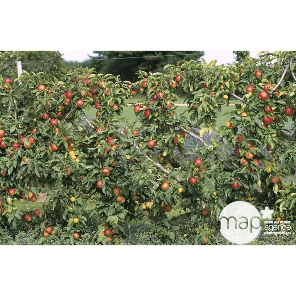 Pommier Reine Des Reinettes : Gobelet 3 Ans D'âge Ctr 12 Litres 4 Pommier Reine Des Reinettes : Gobelet 3 Ans D'âge Ctr 12 Litres – Image 2