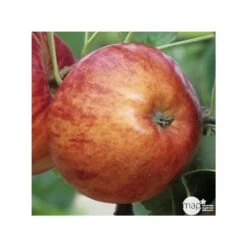 Pommier Reine Des Reinettes : Gobelet 3 Ans D'âge Ctr 12 Litres 9 Pommier Reine Des Reinettes : Gobelet 3 Ans D'âge Ctr 12 Litres -Einhell Boutique 37779 004