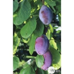 Prunier Quetsche D'Alsace : Gobelet 3 Ans D'âge Ctr 12 Litres -Einhell Boutique 37823 003