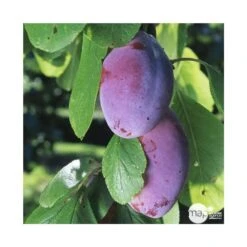 Prunier Quetsche D'Alsace : Gobelet 3 Ans D'âge Ctr 12 Litres -Einhell Boutique 37823 004