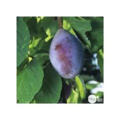 Prunier Quetsche D'Alsace : Gobelet 3 Ans D'âge Ctr 12 Litres -Einhell Boutique 37823 006