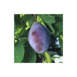 Prunier Quetsche D'Alsace : Gobelet 3 Ans D'âge Ctr 12 Litres -Einhell Boutique 37823 007