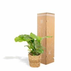 Calathea Orbifolia Et Son Panier Naturel - H40cm, ø14 Cm - Plante D'intérieur -Einhell Boutique 3804fcc636f2001e