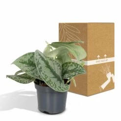 Pothos Scindapsus Pictus Epipremnum - H15cm, ø12cm - Plante D'intérieur Tombante 11 Pothos Scindapsus Pictus Epipremnum - H15cm, ø12cm - Plante D'intérieur Tombante -Einhell Boutique 38bd88a072b8a259