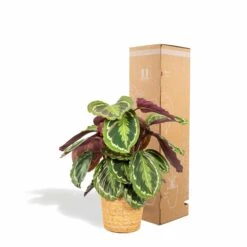 Calathea Médaillon Et Son Panier Naturel - H65cm, ø19cm - Plante D'intérieur -Einhell Boutique 39375a6afe5bd28e