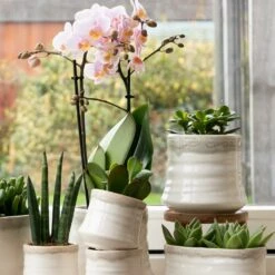 Crassula - H11cm, ø6cm - Plante D'intérieur 9 Crassula - H11cm, ø6cm - Plante D'intérieur -Einhell Boutique 395bb3a15339b15d