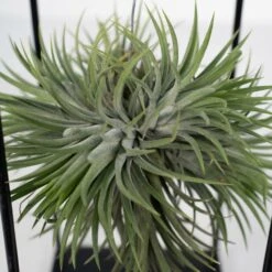 Tillandsia Et Son Support En Cube - H35cm, ø20cm - Plante D'intérieur Tombante -Einhell Boutique 3a8531a0d40b3602