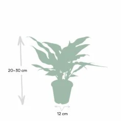 Aglaonema Maria - H30cm, ø12cm - Plante D'intérieur 10 Aglaonema Maria - H30cm, ø12cm - Plante D'intérieur -Einhell Boutique 3baf4ef3152d85dd