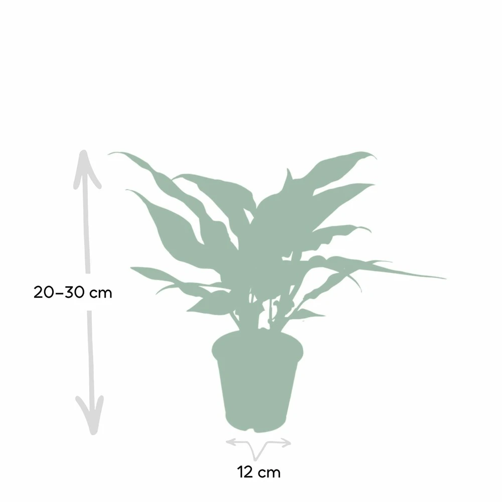 Aglaonema Maria - H30cm, ø12cm - Plante D'intérieur 6 Aglaonema Maria - H30cm, ø12cm - Plante D'intérieur – Image 4