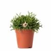 Rhipsalis Baccifera - H15cm, ø9cm - Plante D'intérieur -Einhell Boutique 3d871e1cd496dfc5