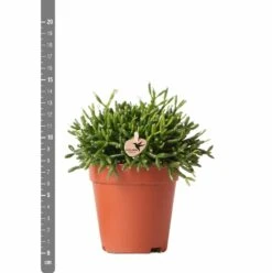 Rhipsalis Baccifera - H15cm, ø9cm - Plante D'intérieur -Einhell Boutique 3e1dfaec75687e9f