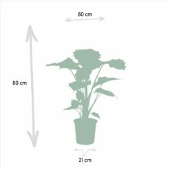Alocasia Portodora - H80cm, ø21cm - Grande Plante D'intérieur -Einhell Boutique 3f23312ed24acc25