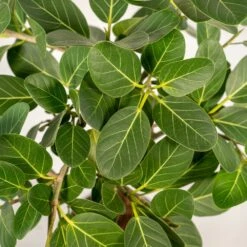 Ficus Benghalensis - H75cm, ø21cm - Grande Plante D'intérieur -Einhell Boutique 3f3b63b3e155378d