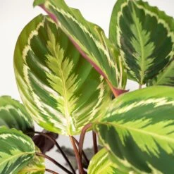 Calathea Médaillon Et Son Panier Naturel - H65cm, ø19cm - Plante D'intérieur -Einhell Boutique 3f8b742e960cfe19