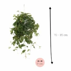 Cissus Ellen Danic - H70cm, ø17cm - Plante D'intérieur Tombante -Einhell Boutique 3f8fab84584727fe