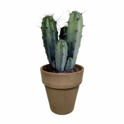 Myrtillocactus - H40cm, ø17cm - Plante D'intérieur Facile D'entretien -Einhell Boutique 3faa7c176cdf6c7b