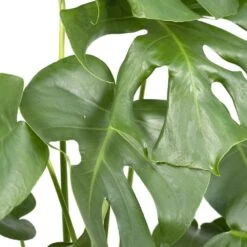 Monstera Deliciosa - H55cm, ø17cm - Plante D'intérieur -Einhell Boutique 403df5ce7a9af6ee