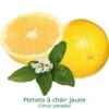 Pomelos A Chair Jaune Bio Tailles:pot De 3 Litres, Hauteur 30/40 Cm 2 Pomelos A Chair Jaune Bio Tailles:pot De 3 Litres, Hauteur 30/40 Cm -Einhell Boutique 41612e67e5322872
