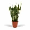 Sansevieria Laurentii - H65cm, ø17cm - Plante D'intérieur Sans Entretien -Einhell Boutique 41f5c770c772bffc