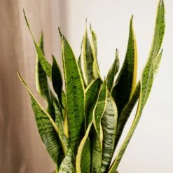 Sansevieria Laurentii - H65cm, ø17cm - Plante D'intérieur Sans Entretien -Einhell Boutique 426573eb7a63c038
