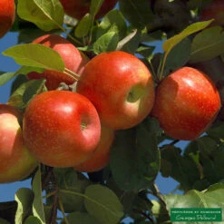 Pommier Ariane : Gobelet 3 Ans D'âge -Einhell Boutique 427320 001