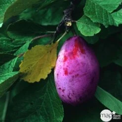 Prunier Quetsche Stanley : Demi Tige -Einhell Boutique 427324 001