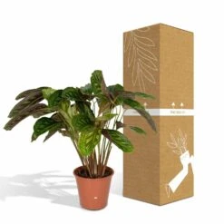 Calathea Flamestar - H75cm, ø19cm - Grande Plante D'intérieur -Einhell Boutique 42cf26d6aec70c6e