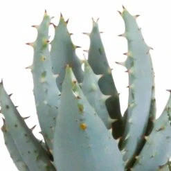 Gasteria, Haworthia Et Leurs Caches-pots, Box De 5 Plantes - H11cm, ø6,5cm - Plantes D'intérieur -Einhell Boutique 442d1c683b3d163f