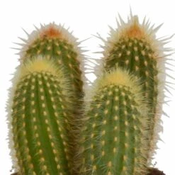 Cactus, Box De 3 Plantes - H15cm, ø10,5cm - Plantes D'intérieur -Einhell Boutique 446043fb59ca02cc