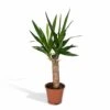 Yucca - H40cm, ø14cm - Plante D'intérieur -Einhell Boutique 45748ff9871a53db