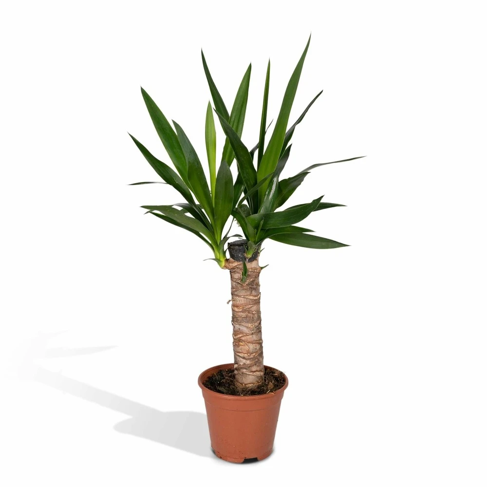 Yucca - H40cm, ø14cm - Plante D'intérieur 3 Yucca - H40cm, ø14cm - Plante D'intérieur