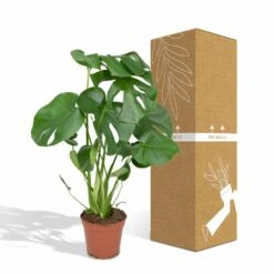 Monstera Deliciosa - H55cm, ø17cm - Plante D'intérieur -Einhell Boutique 4599ee42bbec50b0