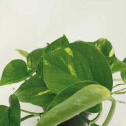 Epipremnum Aureum Scindapsus X2 - H25cm, ø15cm - Plante D'intérieur -Einhell Boutique 461f129a2cd4c0d8