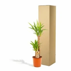 Yucca Xl - H100cm, ø21cm - Très Grande Plante D'intérieur -Einhell Boutique 46e1c980588c9da6