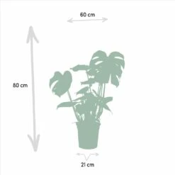 Alocasia Zebrina, Monstera Deliciosa, Bananier Musa, Strelitzia Nicolai - Grandes Plantes D'intérieur -Einhell Boutique 474eabb51c3ef3cf
