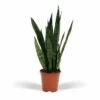 Sansevieria Zeylanica - H65cm, ø17cm - Plante D'intérieur Sans Entretien 2 Sansevieria Zeylanica - H65cm, ø17cm - Plante D'intérieur Sans Entretien -Einhell Boutique 482a41156b546622